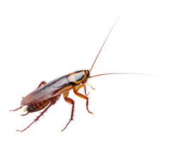 Cockroach Meme Template