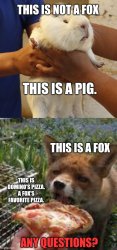 Please learn important fox facts Meme Template