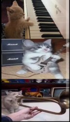 bad of cats Meme Template