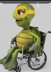 Handicapped turtle Meme Template