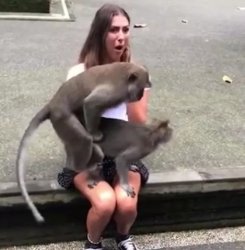 Monkeys screwing on woman's lap Meme Template