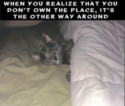 Cat Takes Over Meme Template