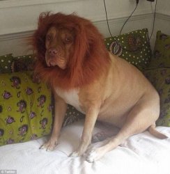 Dog In A Lion Costume Meme Template