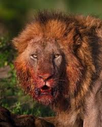 Lion after eating, blood on face Meme Template