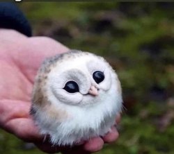 CUTE BABY OWL Meme Template