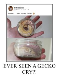 Save the Geckos Meme Template