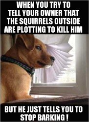 WHEN YOU TRY TO TELL YOUR OWNER THAT THE SQUIRRELS OUTSIDE ARE P Meme Template
