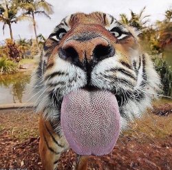 Tiger lick Meme Template