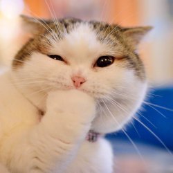 The thinking kitty Meme Template