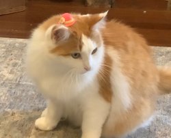 Cat in hat Meme Template