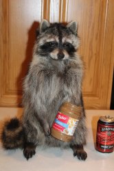 Peanut Butter Raccoon Admonishing Racism Meme Template