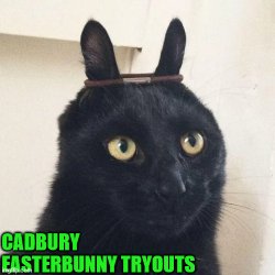 Cadbury Easterbunny tryouts Meme Template