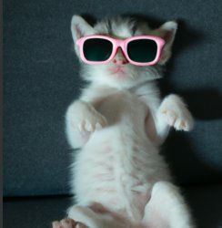 angry kitten wearing sunglasses Meme Template