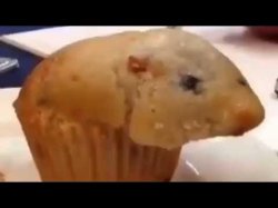 Hamster Meme Template