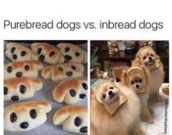 Purebread and Inbread dogs Meme Template