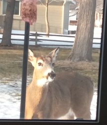 Deer Eating 2 Meme Template