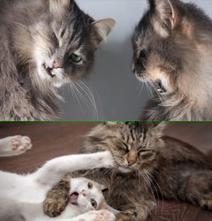 cats fighting and loving Meme Template