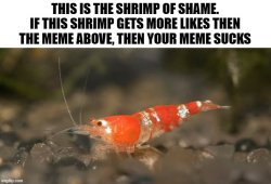the shrimp of shame Meme Template