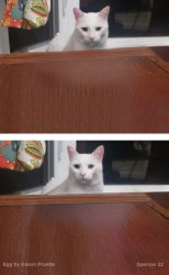 Egg the Cat 2 Meme Template