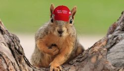 MAGA Squirrel Meme Template