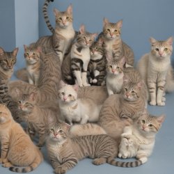 aww that's some cute group of cats! SQUINT YOUR EYES Meme Template