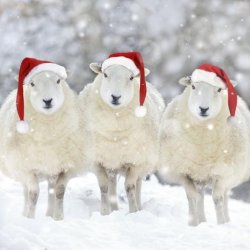 Christmas sheep Meme Template