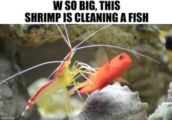 Shrimp cleaning a fish Meme Template