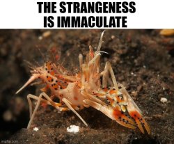 Shrimp of weird Meme Template