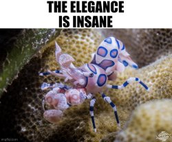 Elegant shrimp Meme Template
