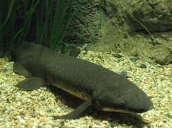 Lungfish Meme Template