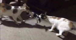 two cats fighting for kitten Meme Template