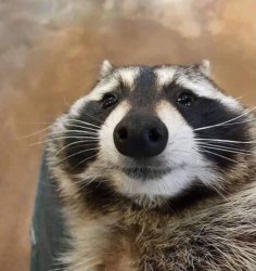 Raccoon selfie face Meme Template