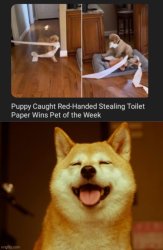 Puppy toilet paper thief Meme Template