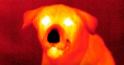 Infared dog Meme Template