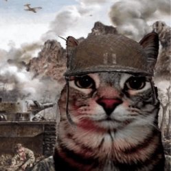 War Cat Meme Template