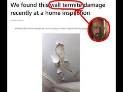 Wall termite Meme Template