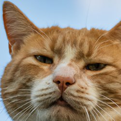 Dominant ginger cat looking down on me judging me as pathetic Meme Template
