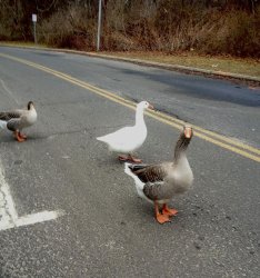 Three geese on road Meme Template