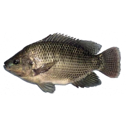 le fish Meme Template