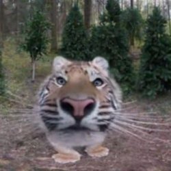 tiger sniff Meme Template