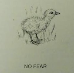 No fear Meme Template