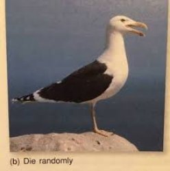 Die randomly Meme Template