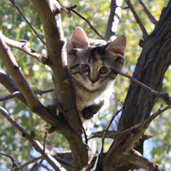 kitten in tree Meme Template