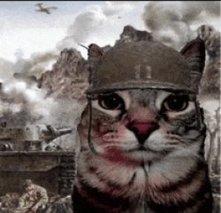 War cat Meme Template