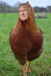 Trump chicken Meme Template