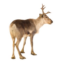 Rear end ass end reindeer anymouse JPP Meme Template