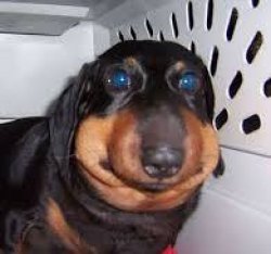 he ate a bee Meme Template