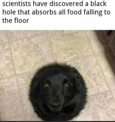 Black Hole Dog Meme Template