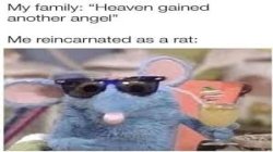 Rat Meme Template