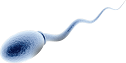 sperm cell Meme Template